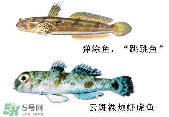 弹涂鱼多少钱一斤？弹涂鱼有毒吗