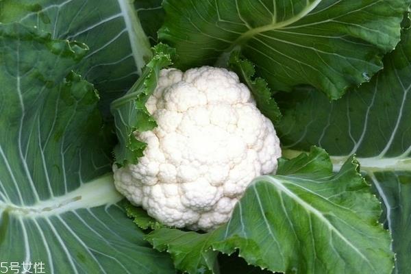 花菜为什么是苦的 可能是这4个原因 花菜为什么是苦的 可能是这4个原因