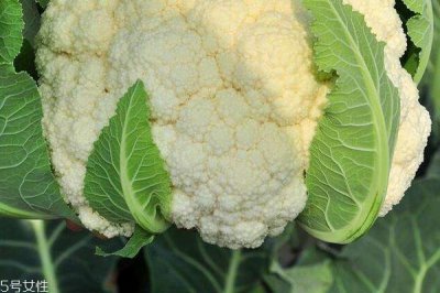 ​花菜为什么是苦的 可能是这4个原因