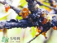 桃胶有胶原蛋白吗?桃胶能补充胶原蛋白吗? 桃胶有胶原蛋白吗?桃胶能补充胶原蛋白吗?