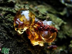 桃胶有胶原蛋白吗?桃胶能补充胶原蛋白吗? 桃胶有胶原蛋白吗?桃胶能补充胶原蛋白吗?