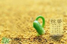 惊蛰要吃梨吗?惊蛰为什么要吃梨? 惊蛰要吃梨吗?惊蛰为什么要吃梨?