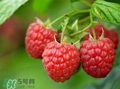 覆盆子可以泡水喝吗?覆盆子能泡水喝吗? 覆盆子可以泡水喝吗?覆盆子能泡水喝吗?