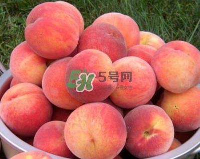 红不软桃几月份成熟?红不软桃什么时候成熟 红不软桃几月份成熟?红不软桃什么时候成熟
