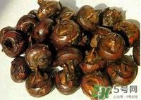 马蹄孕妇能吃吗?孕妇能不能吃马蹄 马蹄孕妇能吃吗?孕妇能不能吃马蹄