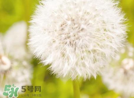 蒲公英可以和山楂一起泡水喝吗?蒲公英山楂泡水的功效 蒲公英可以和山楂一起泡水喝吗?蒲公英山楂泡水的功效
