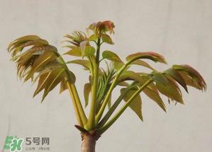 香椿红的好还是绿的好?香椿红色好还是绿色好? 香椿红的好还是绿的好?香椿红色好还是绿色好?