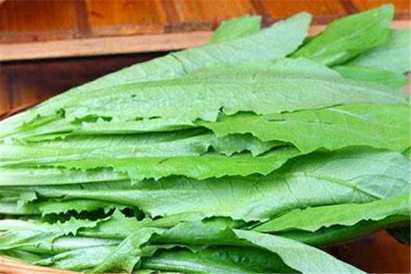 油麦菜可以降火吗 油麦菜上火还是降火 油麦菜可以降火吗 油麦菜上火还是降火