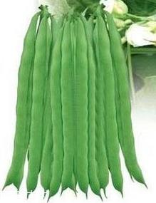 芸豆能生吃吗?芸豆生吃会怎样? 芸豆能生吃吗?芸豆生吃会怎样?