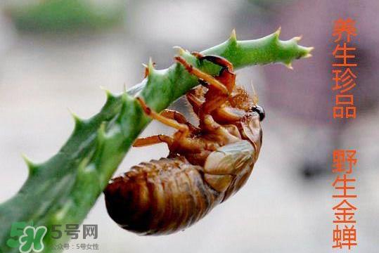知了吃什么?知了吃什么食物? 知了吃什么?知了吃什么食物?