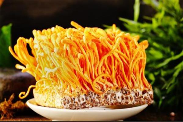 虫草花可以直接吃吗 虫草花怎么吃好 虫草花可以直接吃吗 虫草花怎么吃好