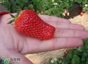 怎么辨别有机草莓?有机草莓和普通草莓的区别 怎么辨别有机草莓?有机草莓和普通草莓的区别