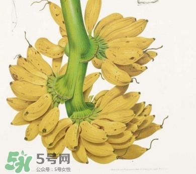 芭蕉可以治便秘吗?芭蕉的功效与作用 芭蕉可以治便秘吗?芭蕉的功效与作用