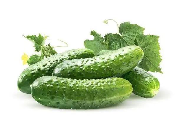黄瓜是膳食纤维还是维生素 黄瓜属于绿色蔬菜吗 黄瓜是膳食纤维还是维生素 黄瓜属于绿色蔬菜吗