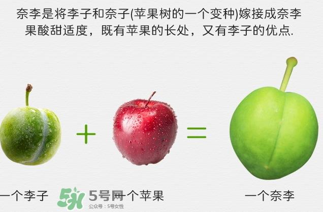 宝宝可以吃奈李吗？宝宝多大可以吃奈李