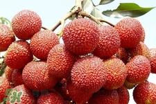 吃荔枝会过敏吗?吃荔枝过敏怎么办? 吃荔枝会过敏吗?吃荔枝过敏怎么办?