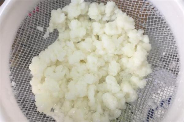 雪莲菌可以长期喝吗 雪莲菌长期喝有害吗 雪莲菌可以长期喝吗 雪莲菌长期喝有害吗