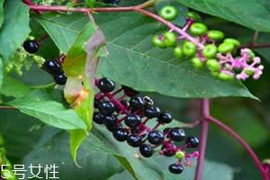商陆价格多少钱一斤 价格多种多样 商陆价格多少钱一斤 价格多种多样