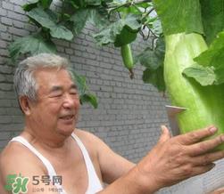 砍瓜种子哪里有卖的?砍瓜多少钱一斤? 砍瓜种子哪里有卖的?砍瓜多少钱一斤?