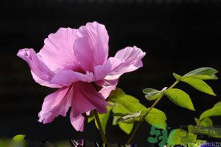 牡丹花可以吃吗?牡丹花怎么做好吃? 牡丹花可以吃吗?牡丹花怎么做好吃?