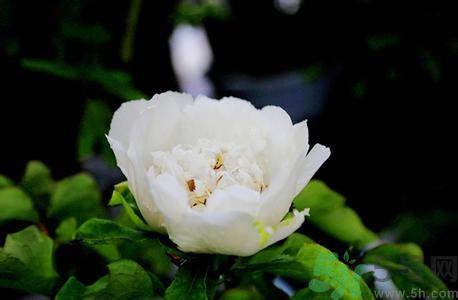 牡丹花可以吃吗?牡丹花怎么做好吃? 牡丹花可以吃吗?牡丹花怎么做好吃?