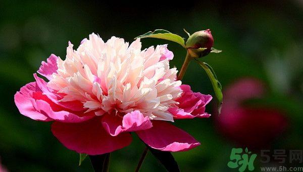 牡丹花可以吃吗?牡丹花怎么做好吃? 牡丹花可以吃吗?牡丹花怎么做好吃?