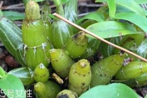 石斛是凉性还是热性 体寒少吃 石斛是凉性还是热性 体寒少吃