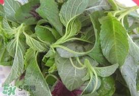 野苋菜能吃吗?野苋菜图片 野苋菜能吃吗?野苋菜图片