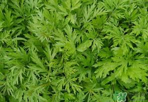 蒿子是发物吗?蒿子是不是发物吗? 蒿子是发物吗?蒿子是不是发物吗?