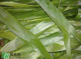 芦苇叶包粽子之前要煮吗?芦苇叶煮多久? 芦苇叶包粽子之前要煮吗?芦苇叶煮多久?