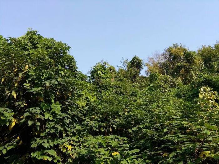 男子陷入山谷里的泥潭里三天,一个女人发现他,将他害死