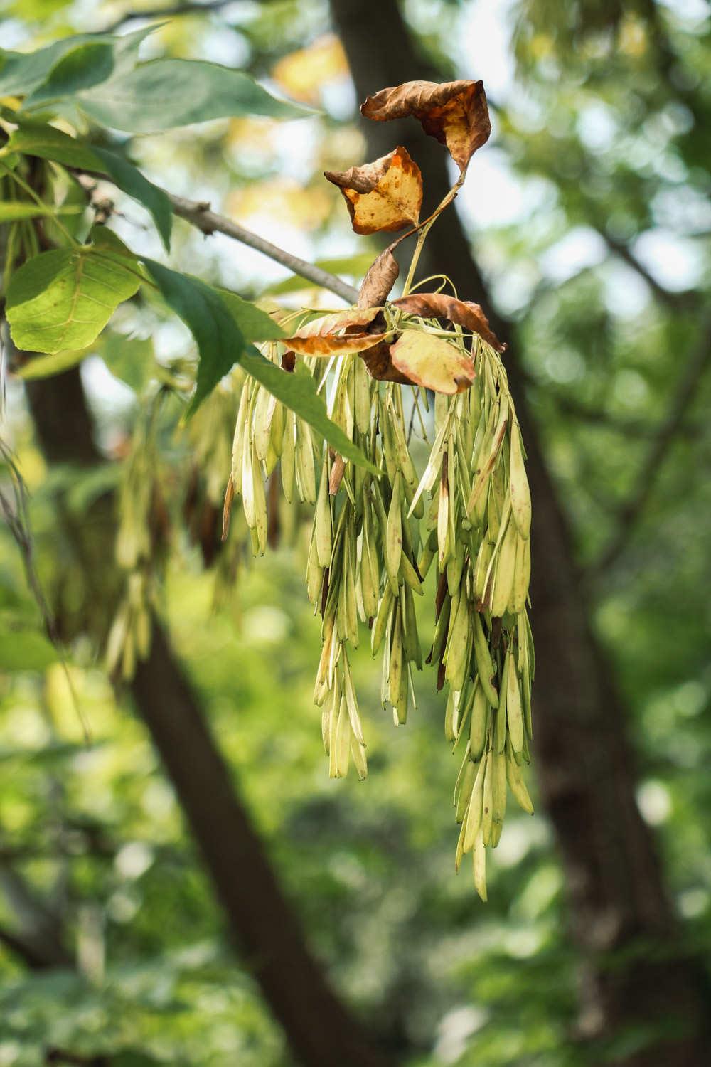 白蜡树 白蜡树