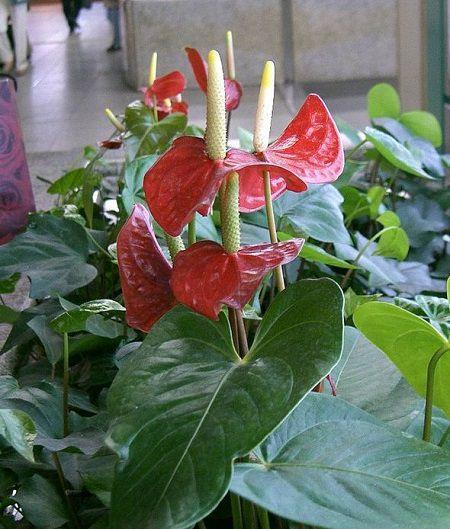 上图为火鹤花 上图为火鹤花