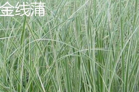 金线蒲叶片 金线蒲叶片
