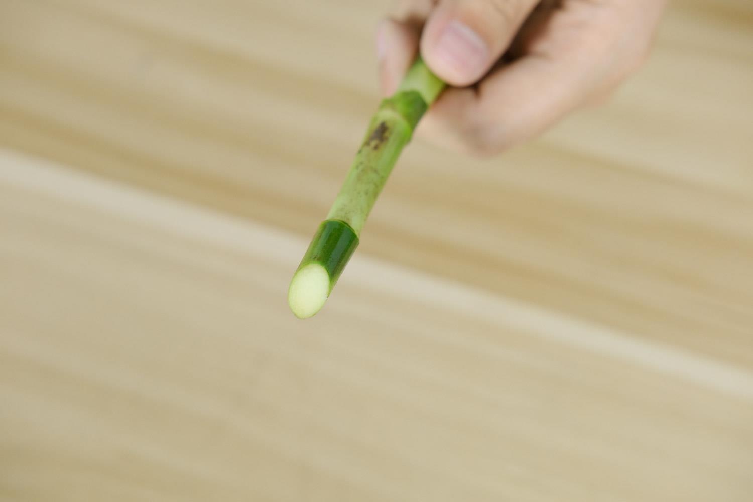 富贵竹 富贵竹