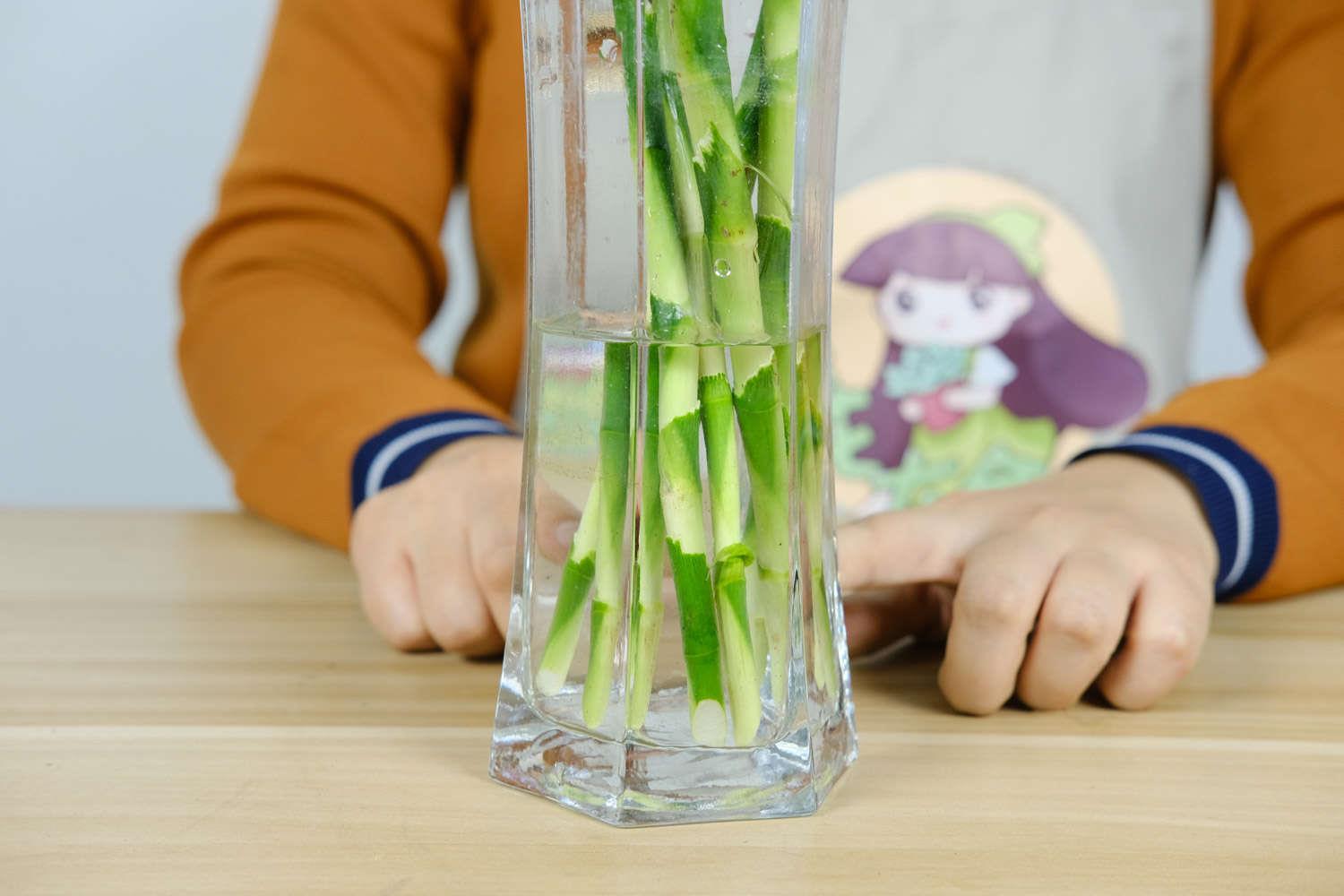 富贵竹 富贵竹