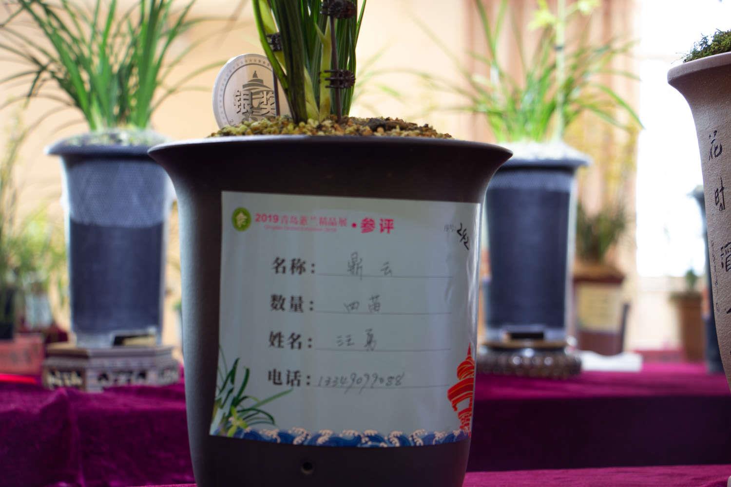 兰花 兰花
