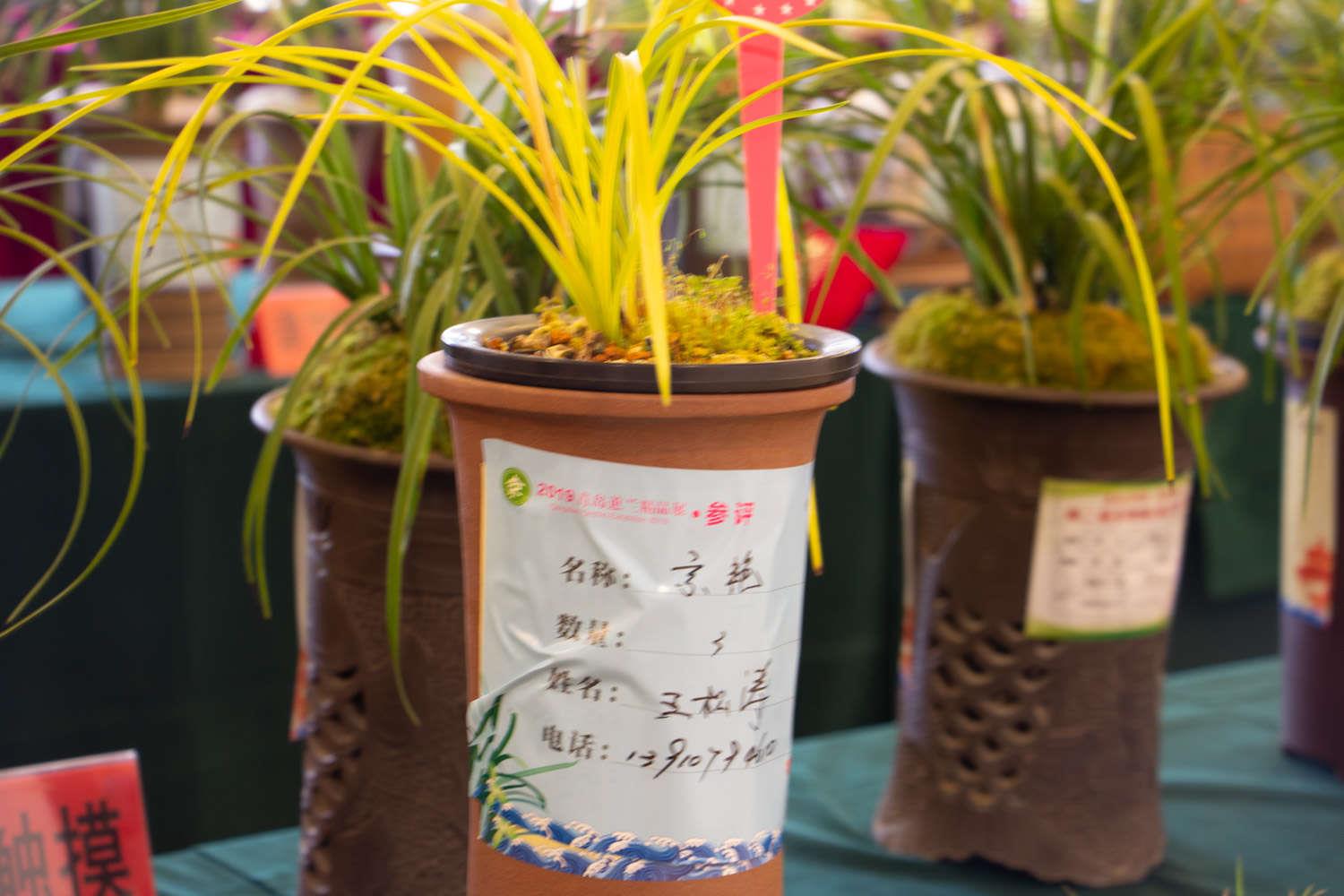 兰花 兰花