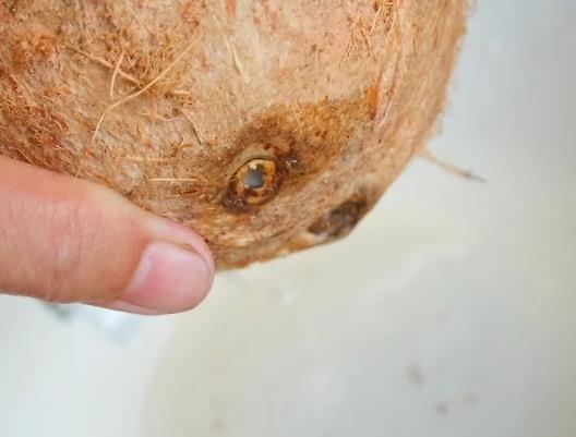 带拉环的椰子怎么打开?拉环断了椰子怎么打开 带拉环的椰子怎么打开?拉环断了椰子怎么打开