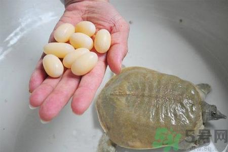 甲鱼蛋怎么保存?甲鱼蛋可以放冰箱吗? 甲鱼蛋怎么保存?甲鱼蛋可以放冰箱吗?