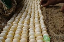 甲鱼蛋怎么保存?甲鱼蛋可以放冰箱吗? 甲鱼蛋怎么保存?甲鱼蛋可以放冰箱吗?