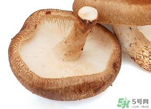 香菇根能吃吗?香菇的根可以吃吗? 香菇根能吃吗?香菇的根可以吃吗?