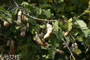 酸角不能和什么一起吃 没有特殊禁忌 酸角不能和什么一起吃 没有特殊禁忌