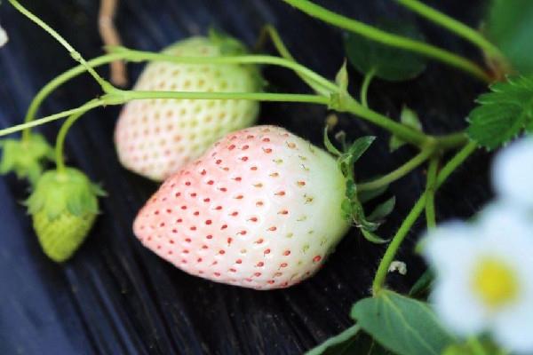 白草莓是转基因水果吗 白草莓产量怎么样 白草莓是转基因水果吗 白草莓产量怎么样