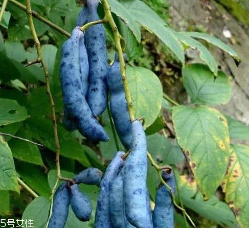猫屎瓜能吃吗?其貌不扬的水果 猫屎瓜能吃吗?其貌不扬的水果