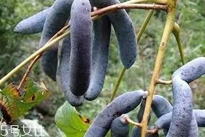 猫屎瓜能吃吗?其貌不扬的水果 猫屎瓜能吃吗?其貌不扬的水果
