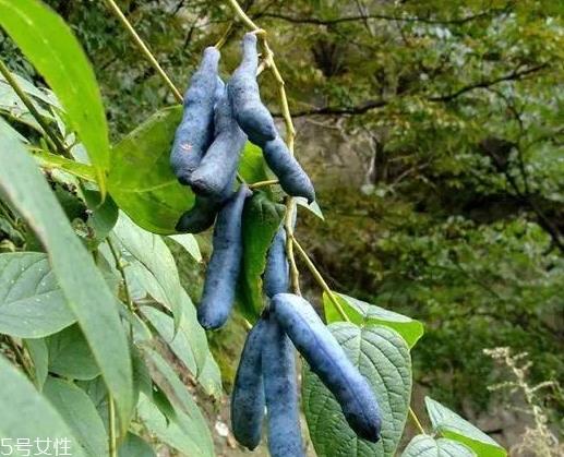 猫屎瓜能吃吗?其貌不扬的水果 猫屎瓜能吃吗?其貌不扬的水果