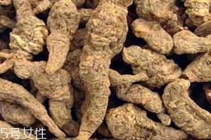 生地什么时候采收 生地的采收时间 生地什么时候采收 生地的采收时间