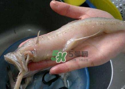 水潺汤怎么做?水潺炖豆腐的做法 水潺汤怎么做?水潺炖豆腐的做法