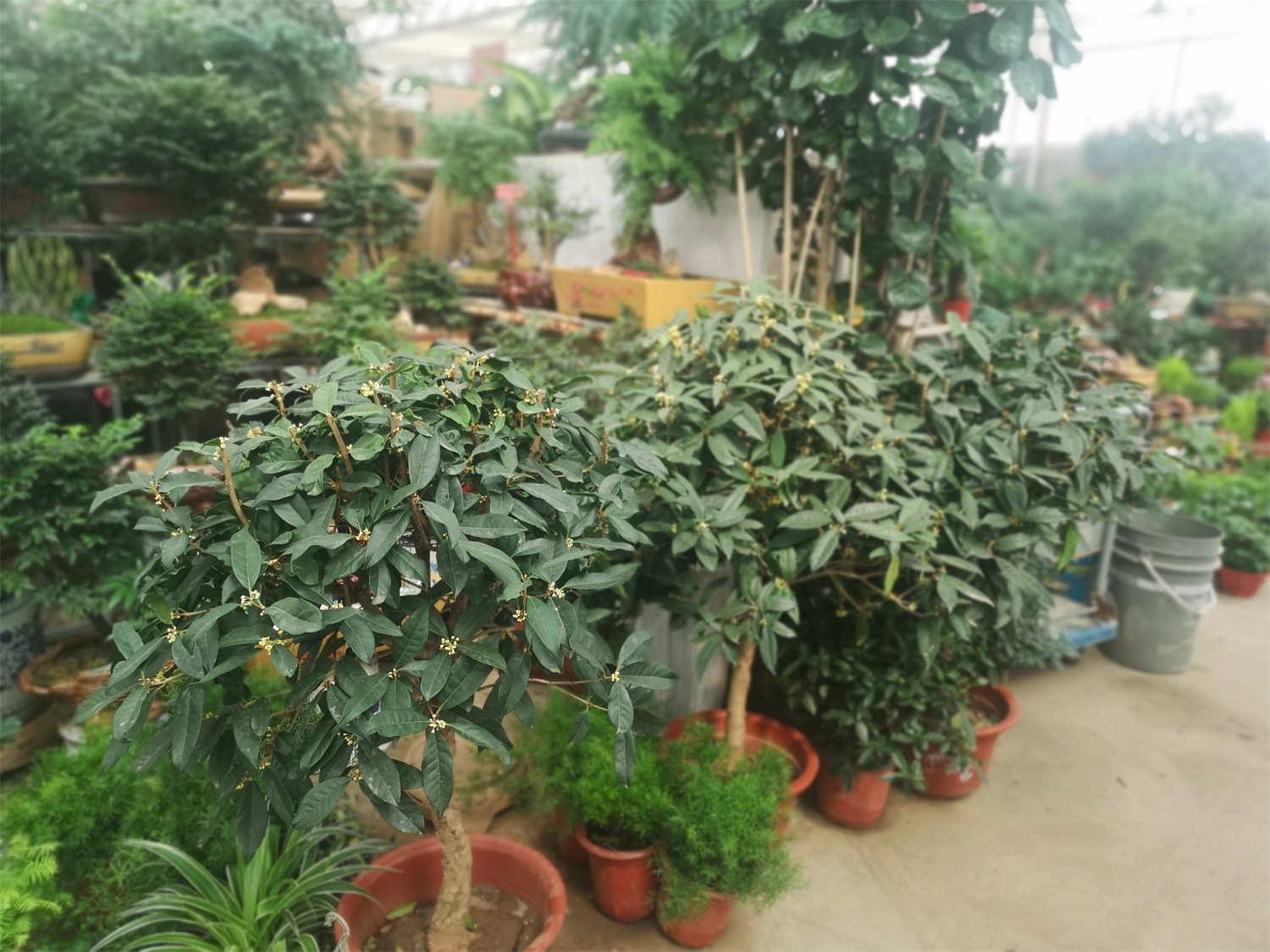 桂花 桂花